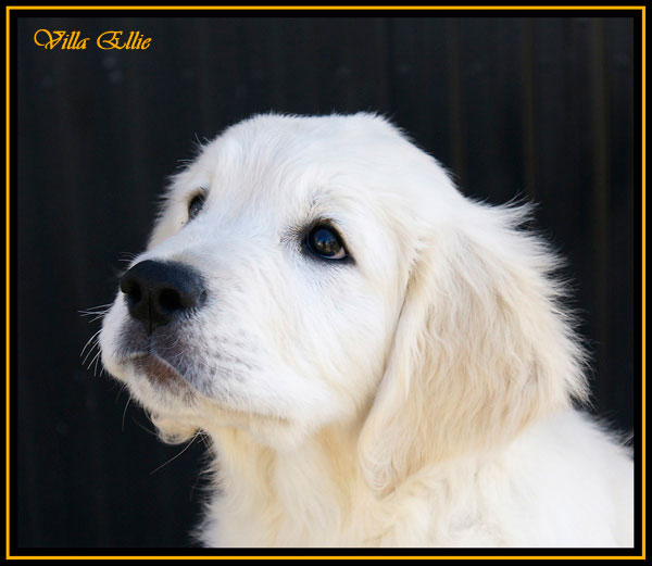 cachorro de golden retriever